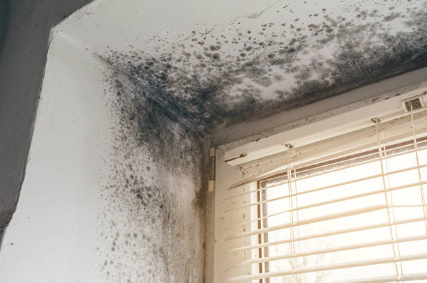 Affordable Basement Mold Removal solutions in Medford, OR