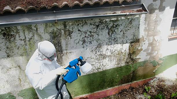 Top rated local Basement Mold Removal specialists in Medford, OR